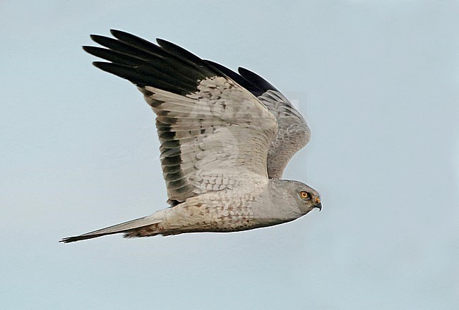 Hen Harrier, Circus cyaneus stock-image by Agami/Fred Visscher,