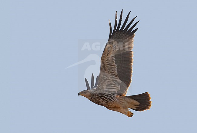 Keizerarend in vlucht; Asian Imperial Eagle in flight stock-image by Agami/Markus Varesvuo,