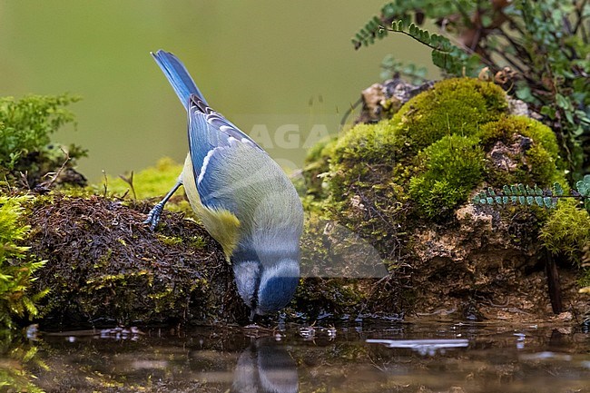 Drinkende Pimpelmees, Blue Tit drinking stock-image by Agami/Daniele Occhiato,