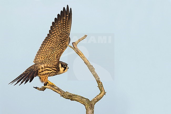 First-winter Eurasian Hobby (Falco subbuteo subbuteo), Germany (Lower Saxony). stock-image by Agami/Ralph Martin,