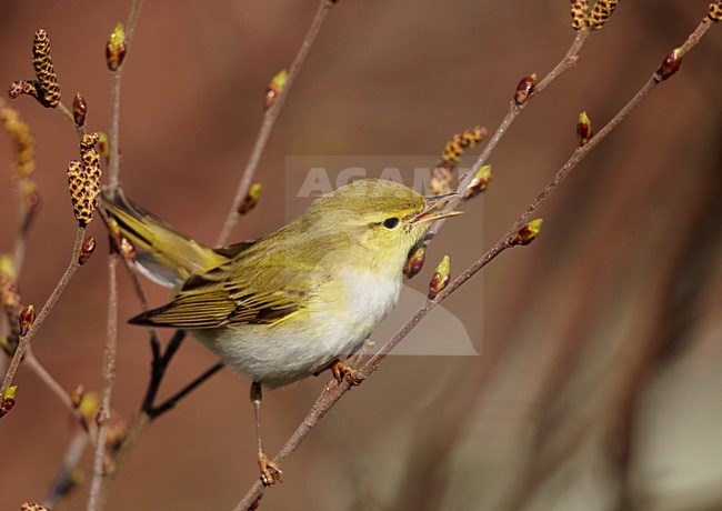 Fluiter zittend op takje; Wood Warbler perched on a branch stock-image by Agami/Markus Varesvuo,