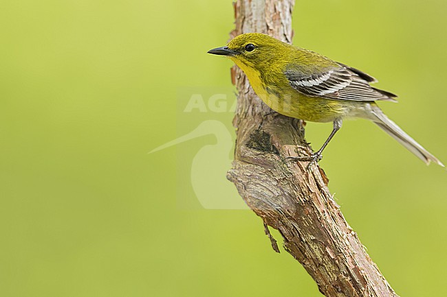 Pine Warbler (Setophaga pinus) perched on a branch in USA stock-image by Agami/Dubi Shapiro,