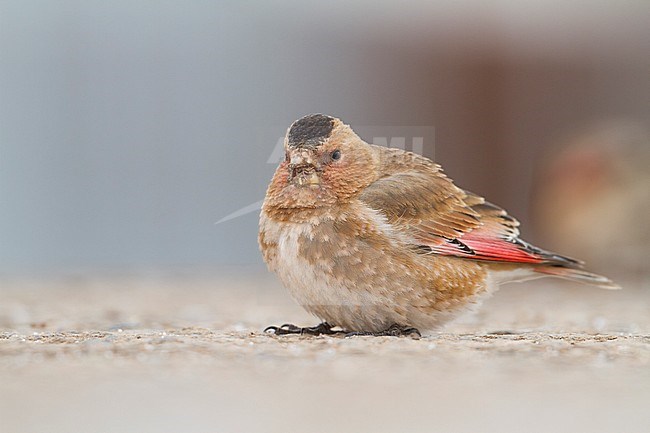 Atlasbergvink, African Crimson-winged Finch stock-image by Agami/Ralph Martin,