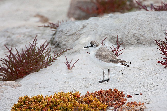 Adult White-fronted Plover (Charadrius marginatus) at the coast in South Africa. Standing in breeding habitat. stock-image by Agami/Marc Guyt,