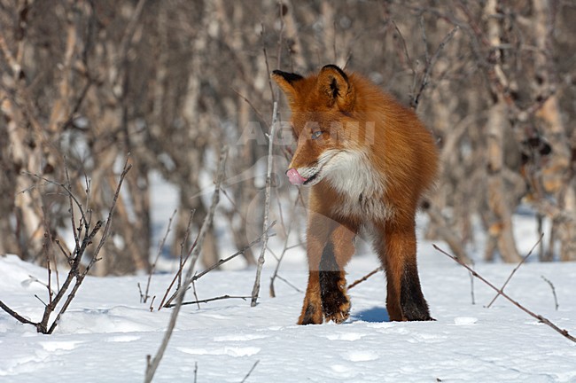 Vos in de sneeuw, Red Fox in the snow stock-image by Agami/Sergey Gorshkov,