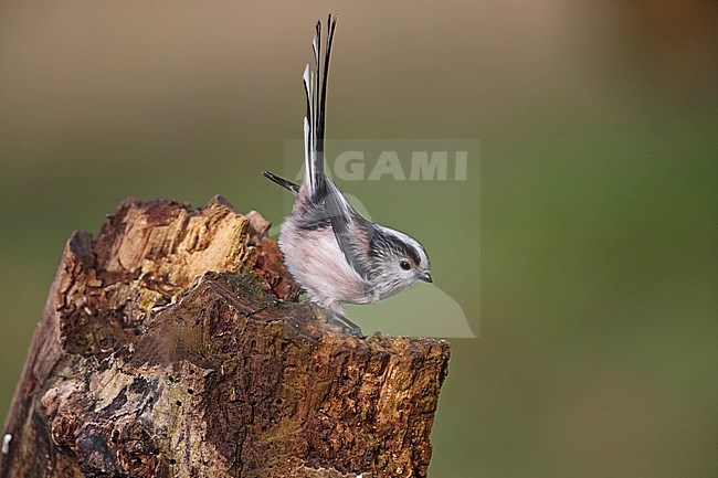 Long-tailed Tit (Aegithalos caudatus rosaceus) perched in Suffolk, Great Britain. stock-image by Agami/Bill Baston,