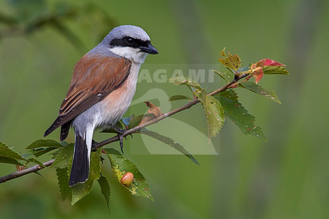 Grauwe Klauwier volwassen man zittend in struik; Red-backed Shrike adult male perched in bush stock-image by Agami/Daniele Occhiato,