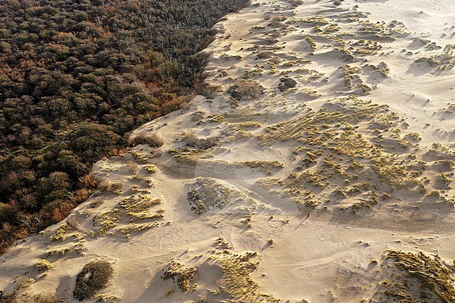 Duinherstel in Voornes Duin; begroeiing (duindoorn, kruipwilg) wordt verwijderd waarna het duin weer kan gaan stuiven. stock-image by Agami/Jacques van der Neut,