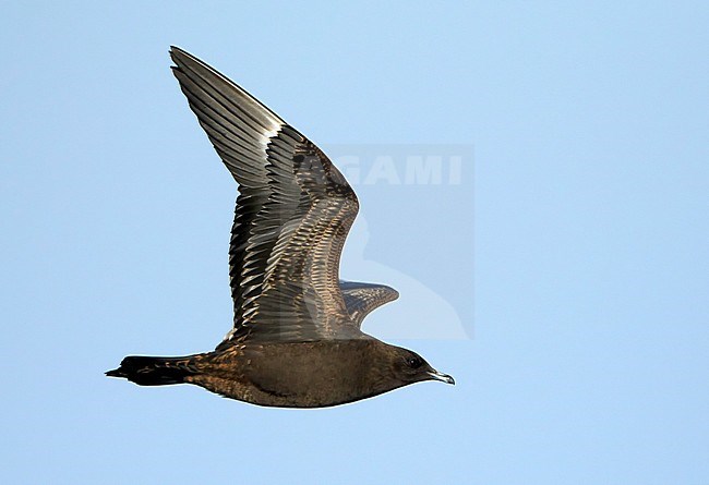 Dark morph first winter Parasitic Jaeger (Stercorarius parasiticus) in flight in Spain. Also known as Arctic Skua. stock-image by Agami/Dani Lopez-Velasco,