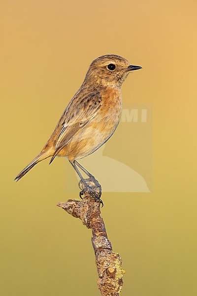 European Stonechat (Saxicola rubicola), side view of an individual perched on a branch, Campania, Italy stock-image by Agami/Saverio Gatto,