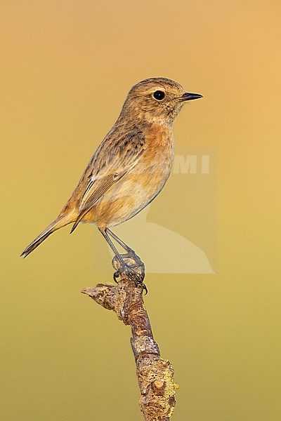 European Stonechat (Saxicola rubicola), side view of an individual perched on a branch, Campania, Italy stock-image by Agami/Saverio Gatto,