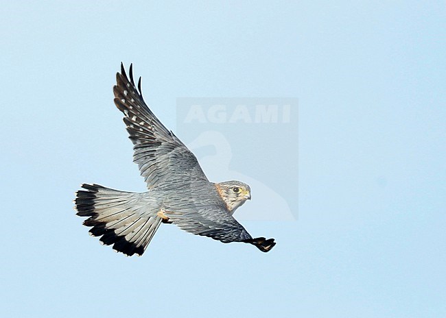 Merlin (Falco columbarius) adult male in flight stock-image by Agami/Dick Forsman,