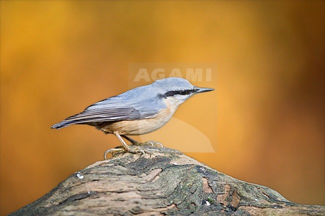 Boomklever zittend op een stronk; Eurasian Nuthatch perched on a trunc stock-image by Agami/Marc Guyt,