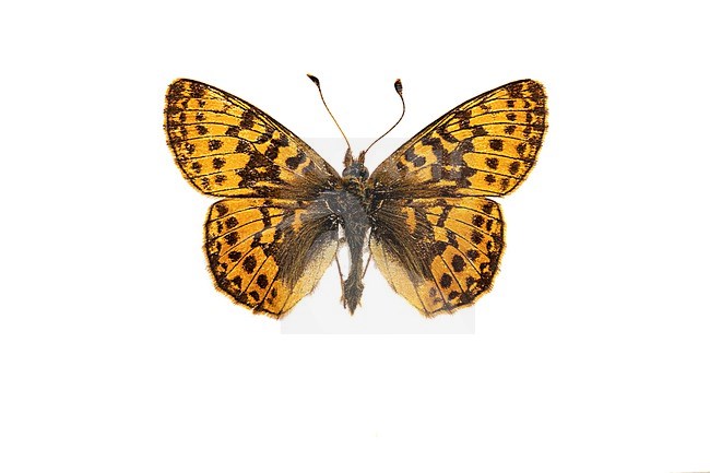 Cranberry Fritillary, Veenbesparelmoervlinder, Boloria aquilonar stock-image by Agami/Wil Leurs,