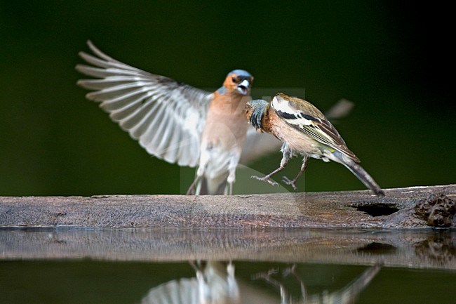 Mannetje Vink bij drinkplaats; Male Common Chaffinch at drinking site stock-image by Agami/Marc Guyt,
