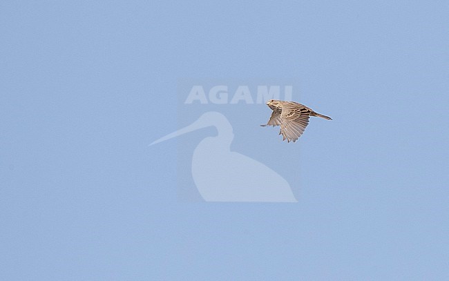 Corn Bunting (Emberiza calandra) during autumn migration in Cape Kaliakra, along the Bulgarian Black sea coast. stock-image by Agami/Marc Guyt,