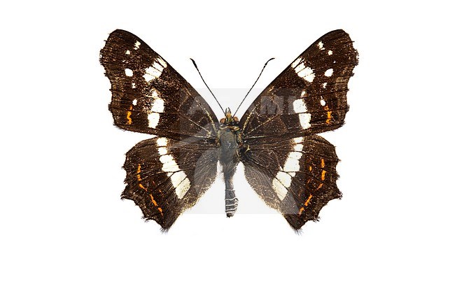 Map butterfly; landkaartje;,Araschnia levana stock-image by Agami/Wil Leurs,