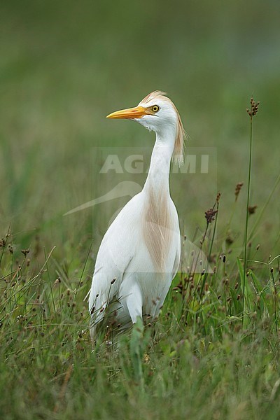 Adult Cattle Egret (Bubulcus ibis) in breeding plumage standing in green meadow in Galveston County, Texas, USA, during spring. stock-image by Agami/Brian E Small,