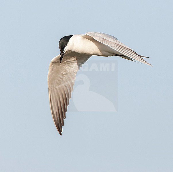 Adult Gull-billed Tern (Gelochelidon nilotica) in flight over Greek island Lesvos during spring migration. stock-image by Agami/Marc Guyt,