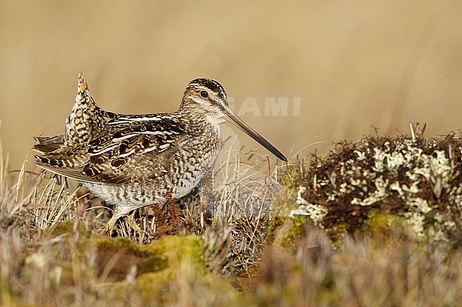 Adult Wilson's Snipe (Gallinago delicata) in courtship on tundra of Churchill, Manitoba in Canada during short arctic summer. With cocked tail. stock-image by Agami/Brian E Small,
