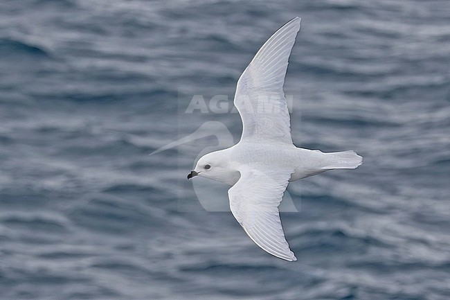 Snow Petrel (Pagodroma nivea) in flight on South Georgia. stock-image by Agami/Pete Morris,