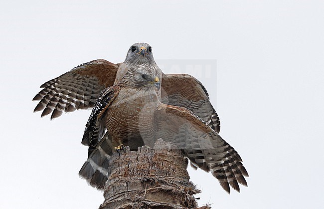 Red-shouldered Hawk (Buteo lineatus extimus) two adults mating on top of a palm tree in Everglades NP, Florida, USA stock-image by Agami/Helge Sorensen,