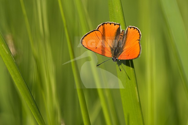 Mannetje Grote vuurvlinder, Male Large Copper stock-image by Agami/Rob de Jong,