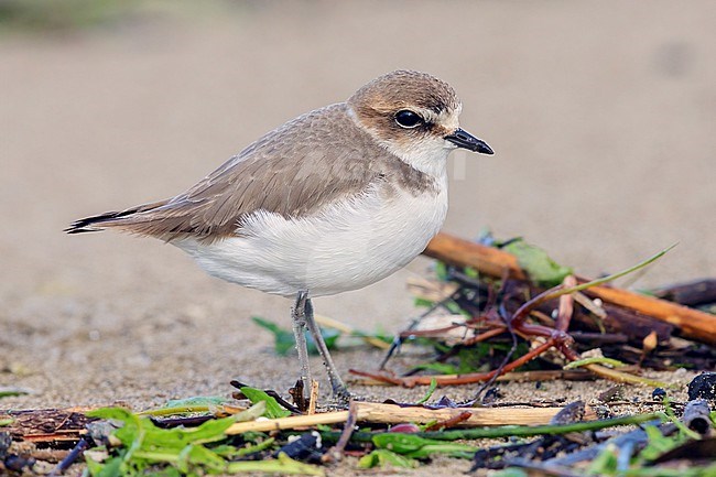 Kentish Plover (Charadrius alexandrinus), side view of an individual in winter plumage standing on the sand, Campania, Italy stock-image by Agami/Saverio Gatto,
