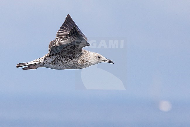 Yellow-legged gull (Larus michaellis),juvenile in flight, with the sea and the sky as background stock-image by Agami/Sylvain Reyt,