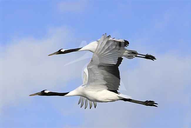  stock-image by Agami/Rob Riemer,