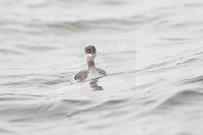 A male Black-necked Grebe (Podiceps nigricollis) in winter plumage at axios delta in Greece stock-image by Agami/Mathias Putze,