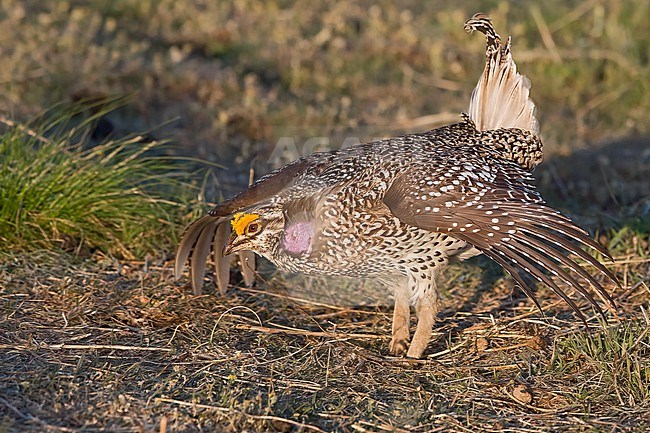 Male Sharp-tailed Grouse, Tympanuchus phasianellus jamesi displaying at lek stock-image by Agami/Nigel Voaden,