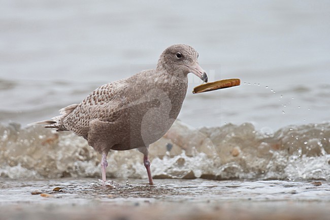 Eerste winter Grote Burgemeester foeragerend op amerikaanse zwaardschede; First winter Glaucous Gull foraging on American razor clam stock-image by Agami/Arnold Meijer,