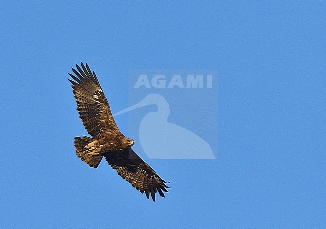 Wintering Steppe Eagle (Aquila nipalensis) in Oman. stock-image by Agami/Laurens Steijn,