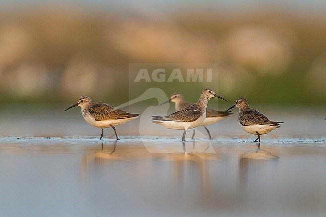 Curlew Sandpiper - Sichelstrandläufer - Calidris ferruginea, Oman stock-image by Agami/Ralph Martin,
