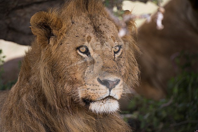 Close up portrait of a male lion, Panthera leo. stock-image by Agami/Sergio Pitamitz,