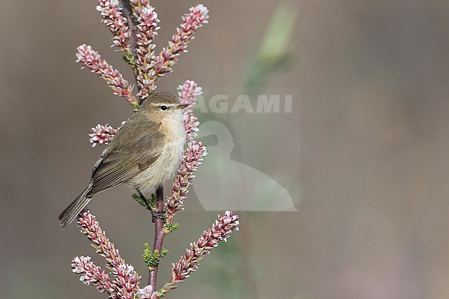 Mountain Chiffchaff (Phylloscopus sindianus sindianus), Tajikistan, adult perched on a branch stock-image by Agami/Ralph Martin,