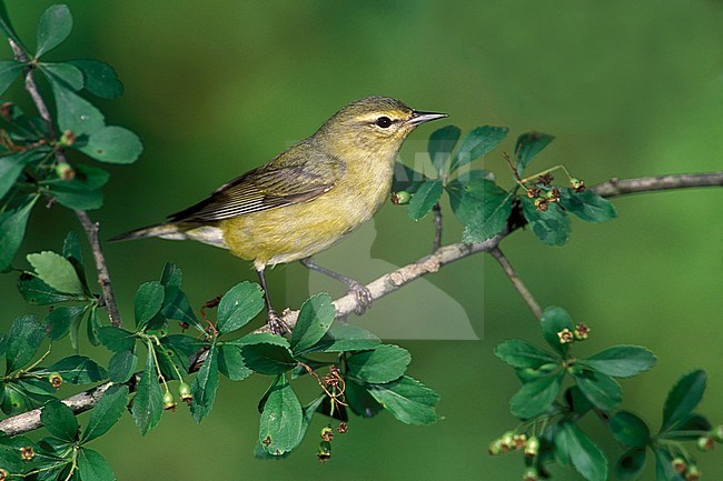 Adult female breeding
Galveston Co., TX
April 2003 stock-image by Agami/Brian E Small,