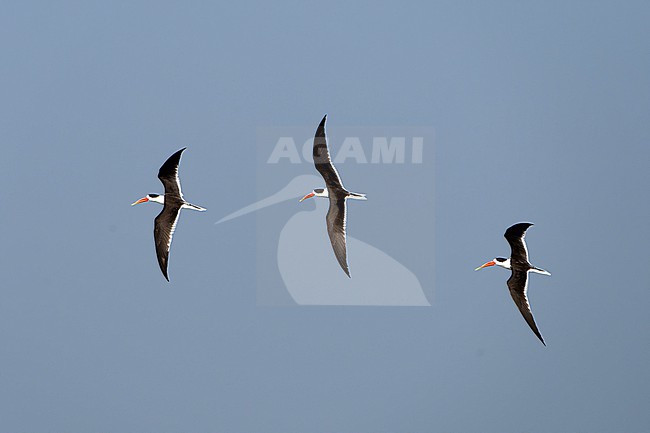 Indian Skimmer, Rynchops albicollis, in India. stock-image by Agami/Dani Lopez-Velasco,