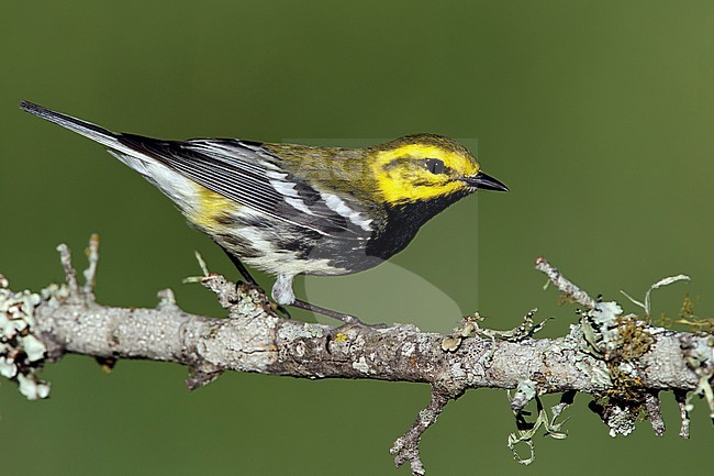 Adult male breeding
Galveston Co., TX
April 2011 stock-image by Agami/Brian E Small,