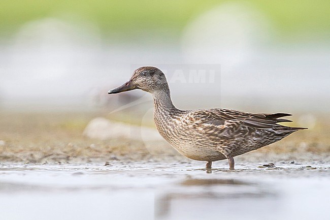 Eurasian Teal - Krickente - Anas crecca, Germany, 1st cy, female stock-image by Agami/Ralph Martin,