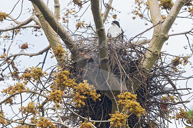 Black sparrowhawk (Accipiter melanoleucus) perched in a tree in Tanzania. stock-image by Agami/Dubi Shapiro,