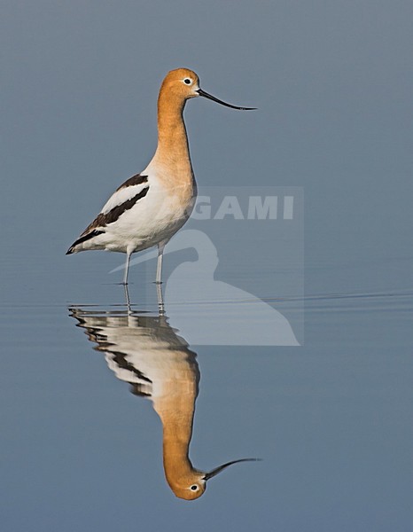 Volwassen Amerikaanse Kluut in water; American Avocet adult perched in water stock-image by Agami/David Hemmings,