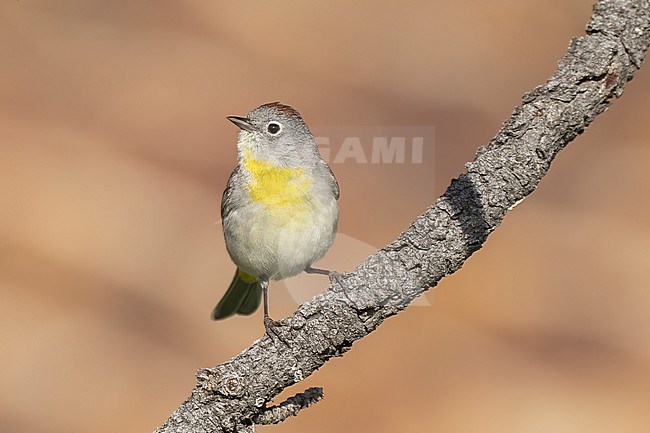 Adult
Boulder Co., CO
June 2023 stock-image by Agami/Brian E Small,