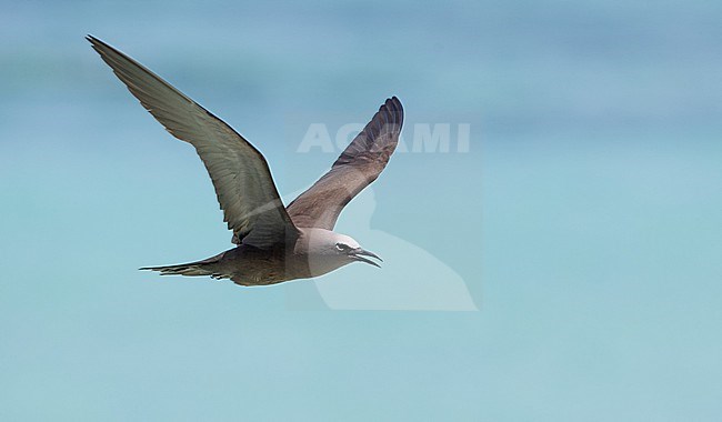 Common Brown Noddy (Anous stolidus) adult in flight and calling stock-image by Agami/Ian Davies,