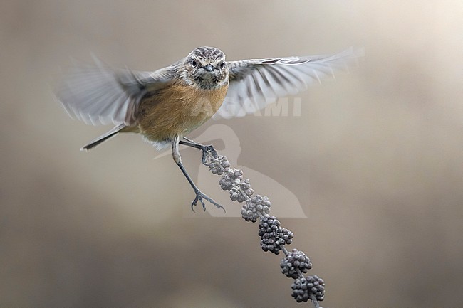 Roodborsttapuit; European Stonechat; Saxicola rubicola stock-image by Agami/Daniele Occhiato,