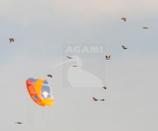 Migrating Fieldfares (Turdus pilaris) in the Netherlands. Huge flock of Fieldfare flying along the coast. Kitesurfer in the backgrond. stock-image by Agami/Marc Guyt,