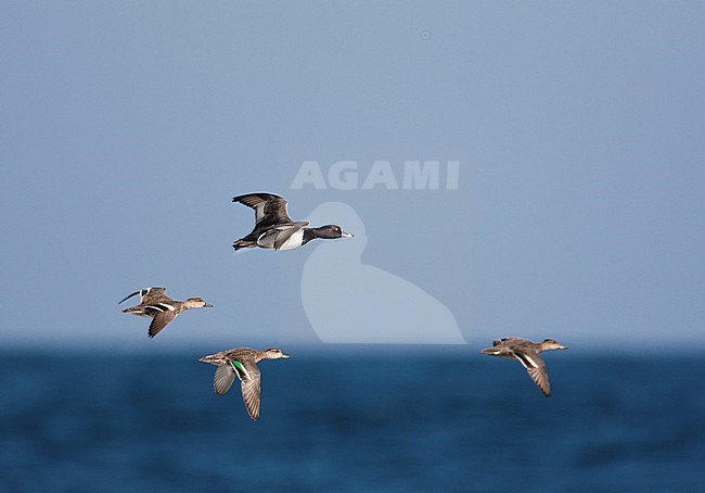 Male Ring-necked Duck (Aythya collaris) in flight over the sea off the island of Fuerteventura in the Canary islands. Together with 3 Eurasian Teals. stock-image by Agami/Arto Juvonen,