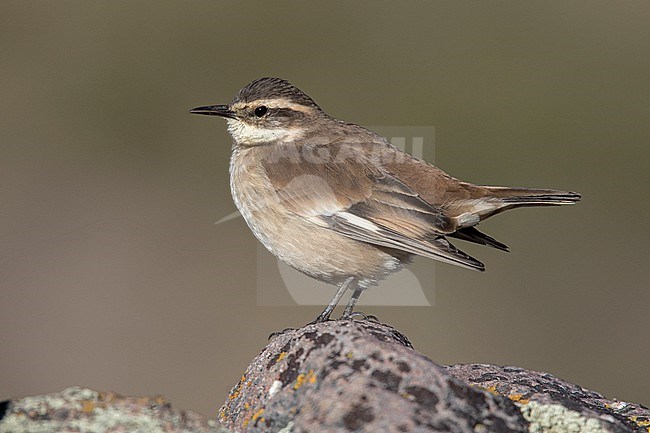 Cream-winged Cinclodes (Cinclodes albiventris albiventris) at Salinas, Arequipa, Peru. stock-image by Agami/Tom Friedel,