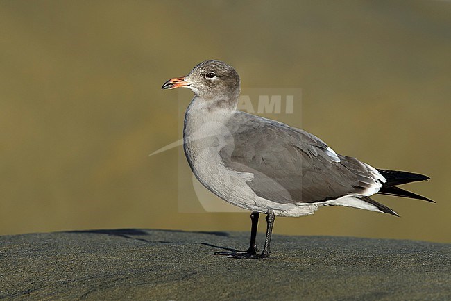 Adult non-breeding Heermann's Gull (Larus heermanni)
San Diego Co., California, United States. stock-image by Agami/Brian E Small,